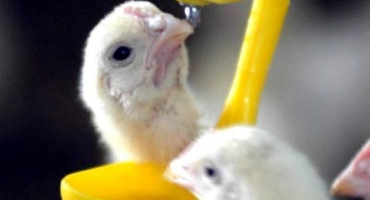 Jak pít kuřata: přehled vitamínů a antibiotik